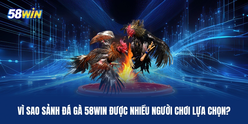 vi-sao-sanh-da-ga-58win-duoc-nhieu-nguoi-choi-lua-chon